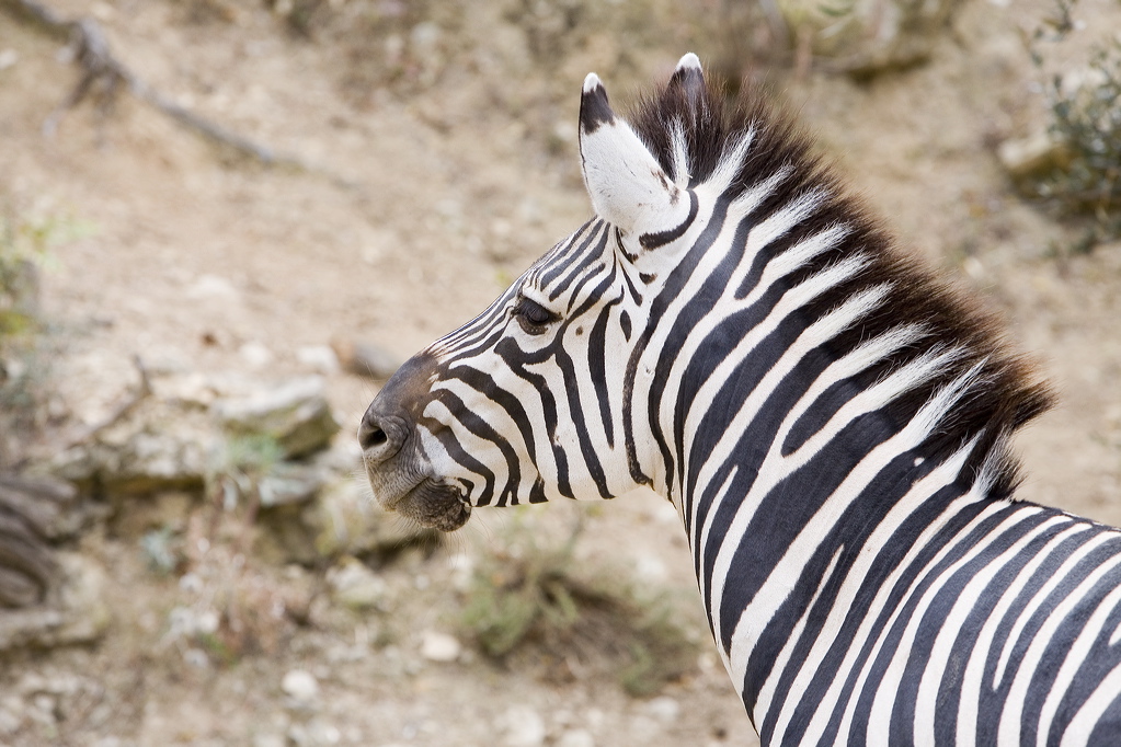 _mg_9470.jpg